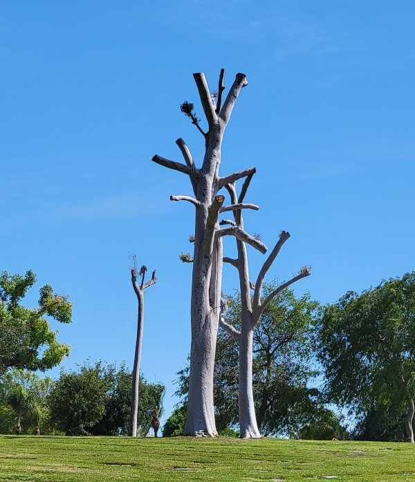 Eucalyptus Evergreen kapinės 600